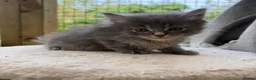 Maine Coon cats for sale:     Stunning Maine Coon x Ragdoll Kittens  - Advert 2