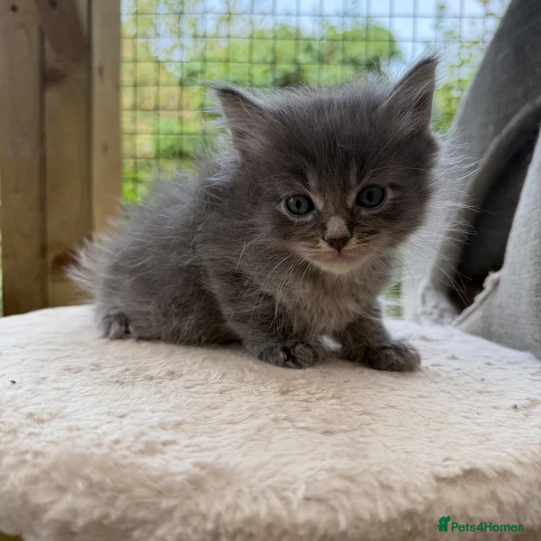 Maine Coon cats for sale:     Stunning Maine Coon x Ragdoll Kittens  - Advert 2