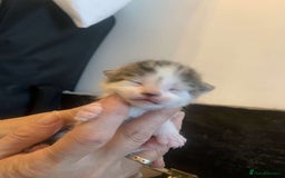 Mixed Breed cats for sale: 5 beautiful kittens for sale - Image 6