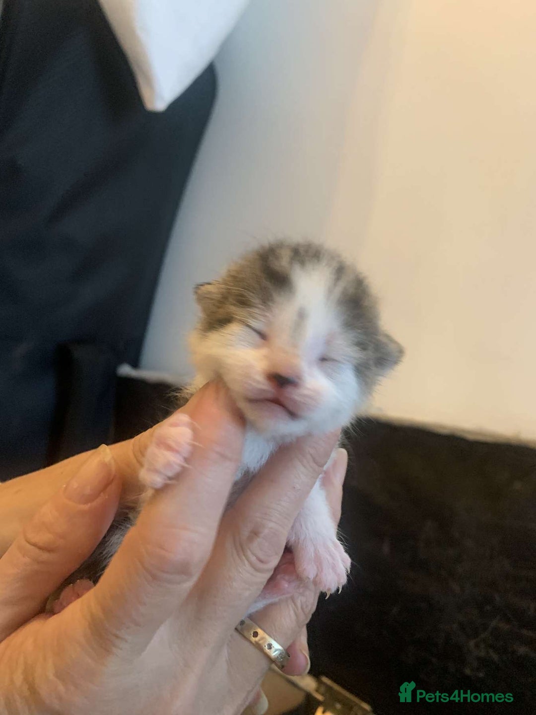 Mixed Breed cats for sale: 5 beautiful kittens for sale - Image 6
