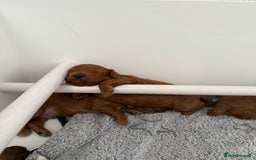 Toy Poodle dogs for sale: 6 Exquisite Red Toy Poodles. Parents DNA Clear - Image 7