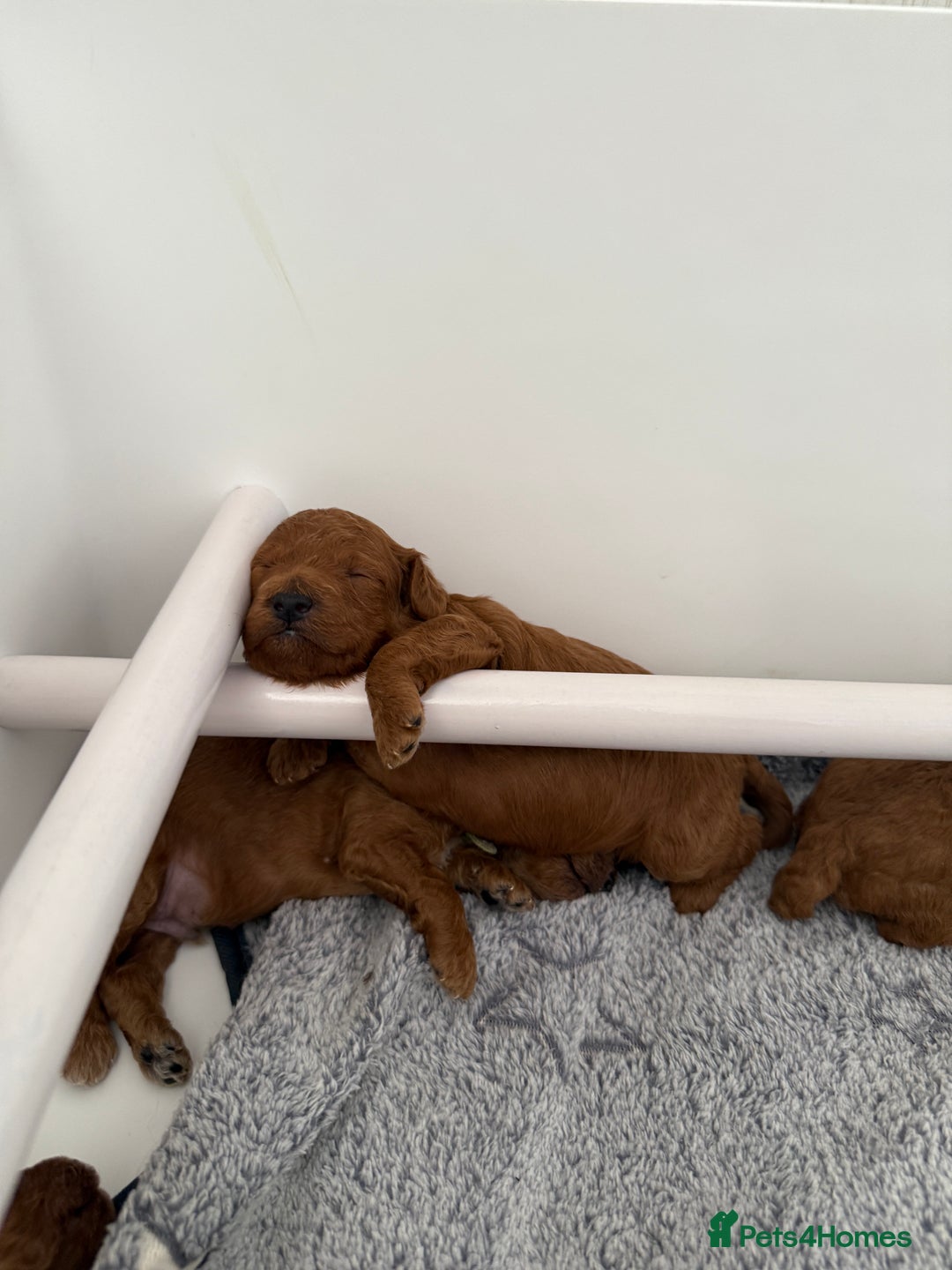 Toy Poodle dogs for sale: 6 Exquisite Red Toy Poodles. Parents DNA Clear - Image 7