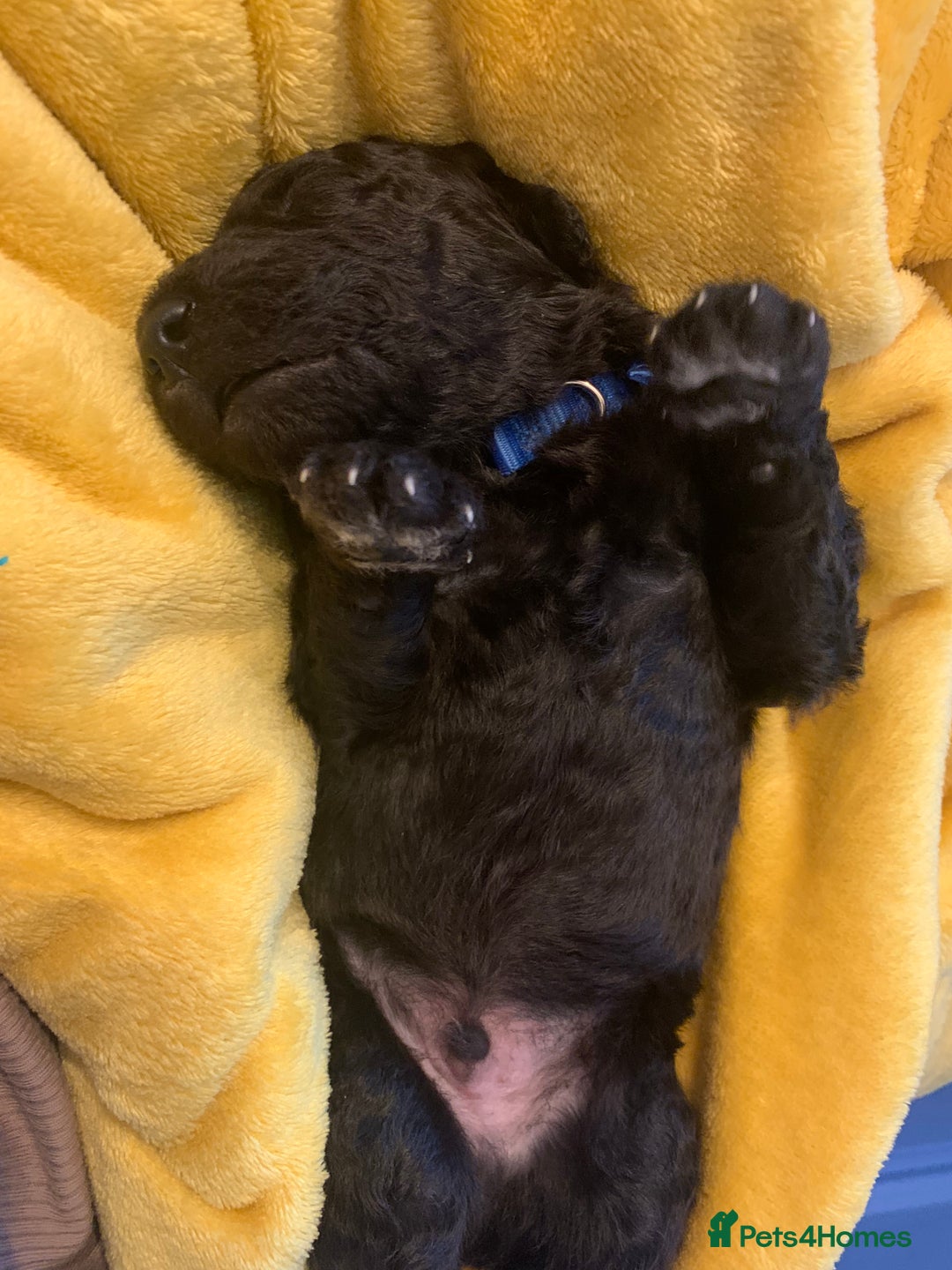Labradoodle dogs for sale: Adorable Home-Raised F2B Labradoodle Puppies - Advert 11
