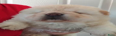 Chow Chow 1