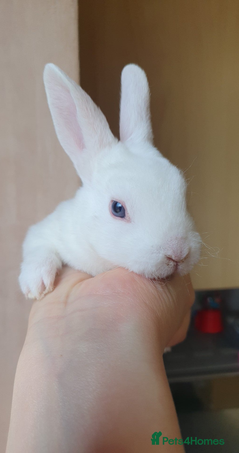 Rex rabbits Mini rex babies x - Advert 3