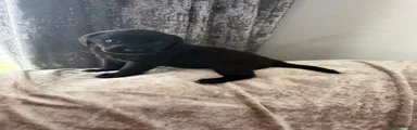 Labrador Retriever 8