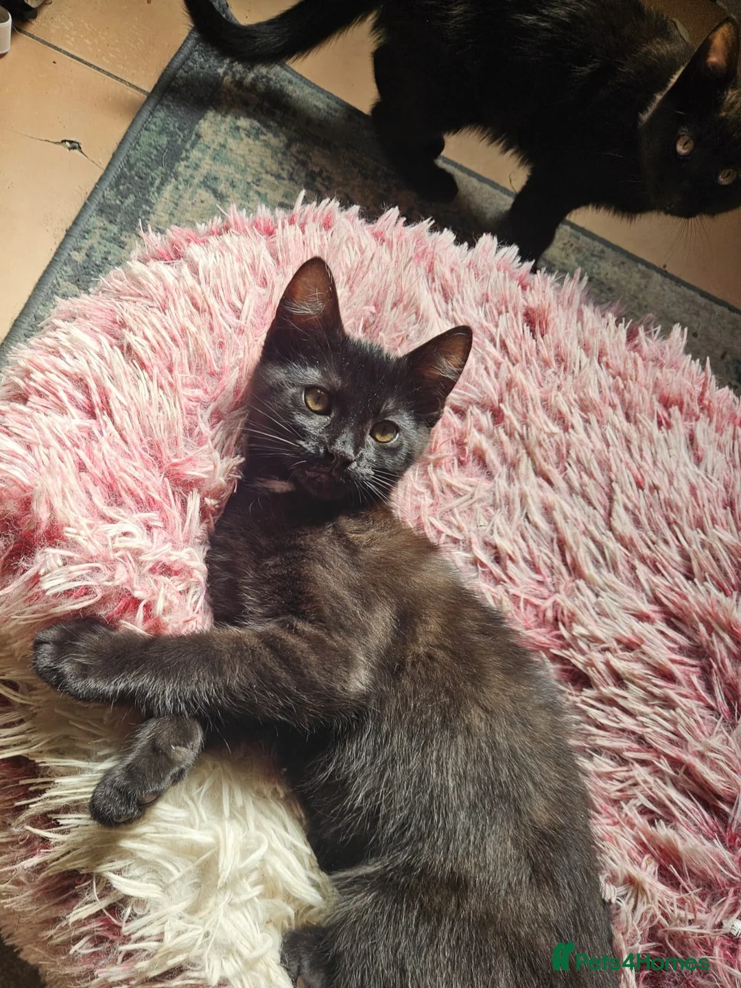 Mixed Breed cats for sale: One boy one girl - Advert 2