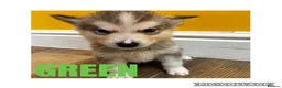 Utonagan dogs for sale: Husky x Malamute puppies - Advert 11