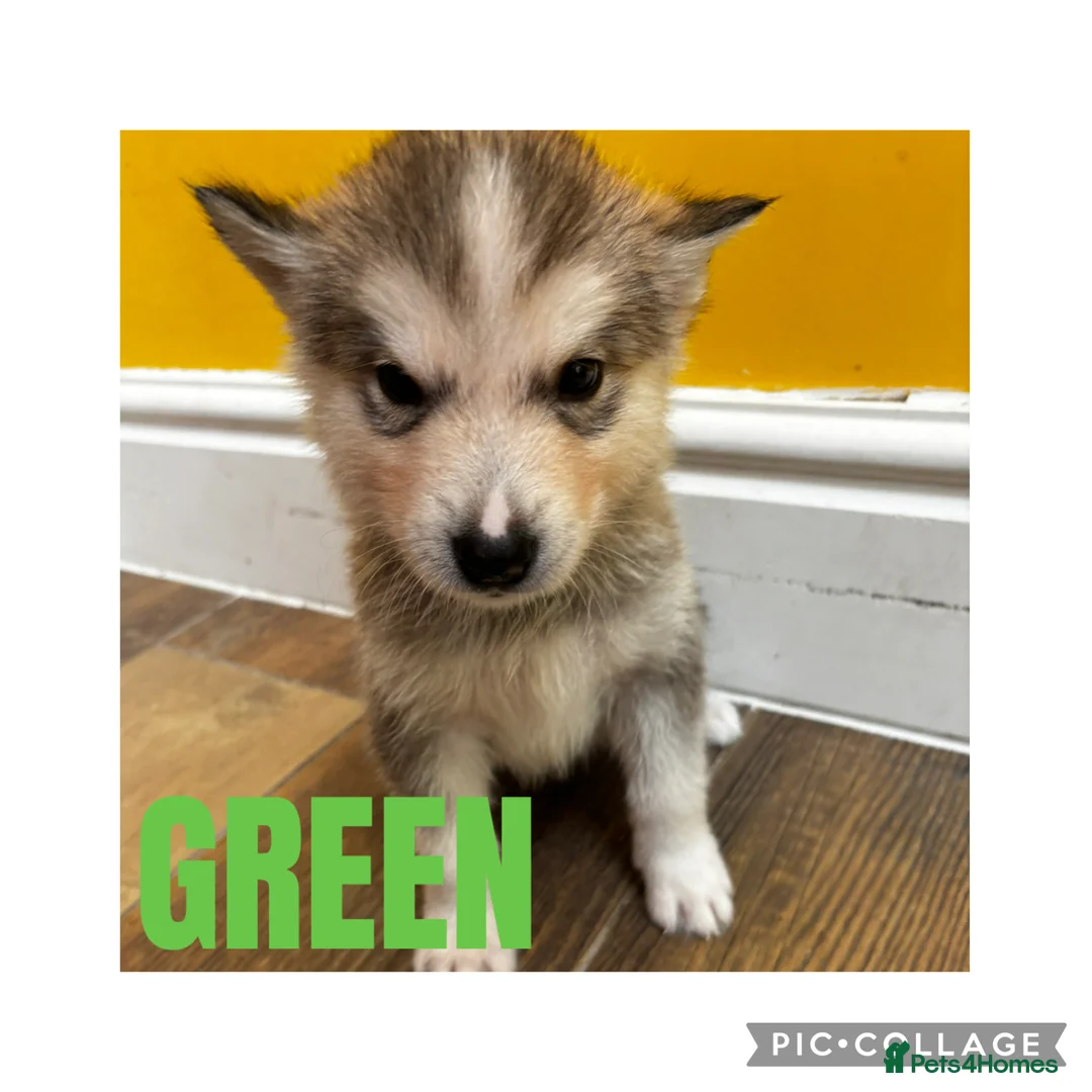 Utonagan dogs for sale: Husky x Malamute puppies - Advert 11