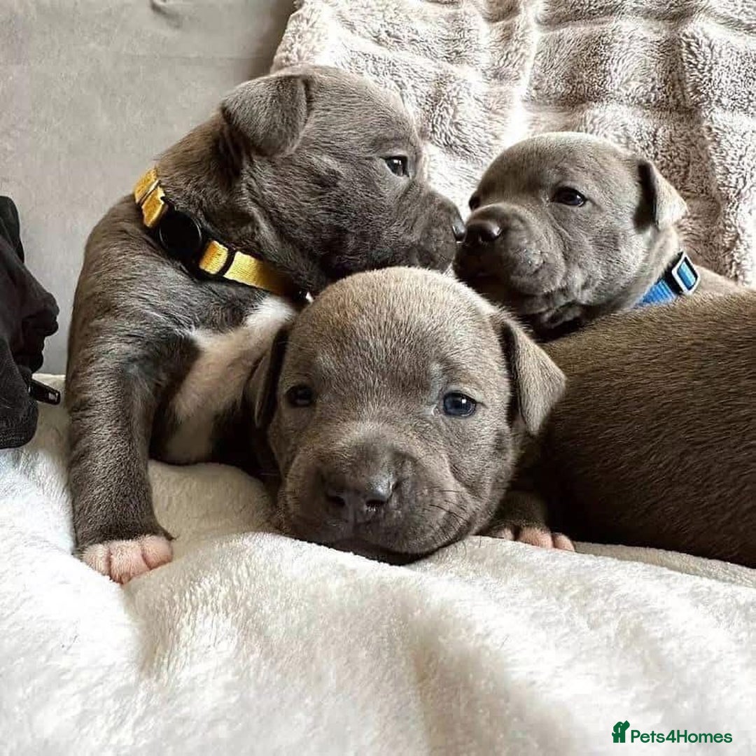 Staffordshire Bull Terrier dogs for sale: Outstanding pedigree blue staffy pups  - Advert 3