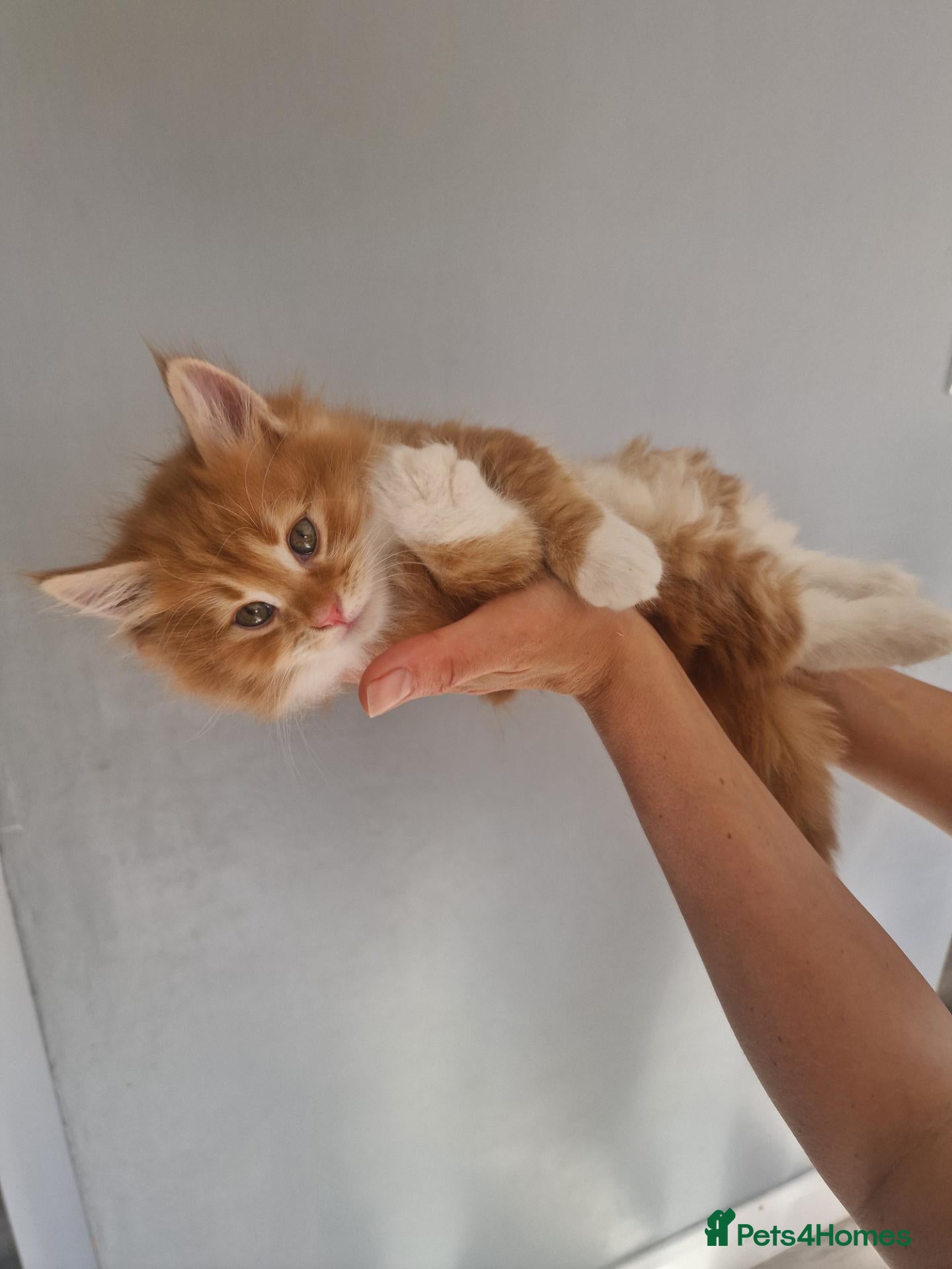 Norwegian Forest Cat cats Beautiful ginger Norwegian Forest fluffy kittens  - Advert 2
