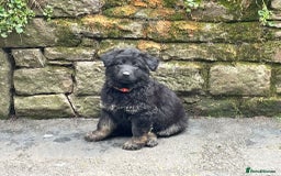 German Shepherd dogs for sale: ONE GIRL AVAILABLE -German shepherd puppies - Image 20
