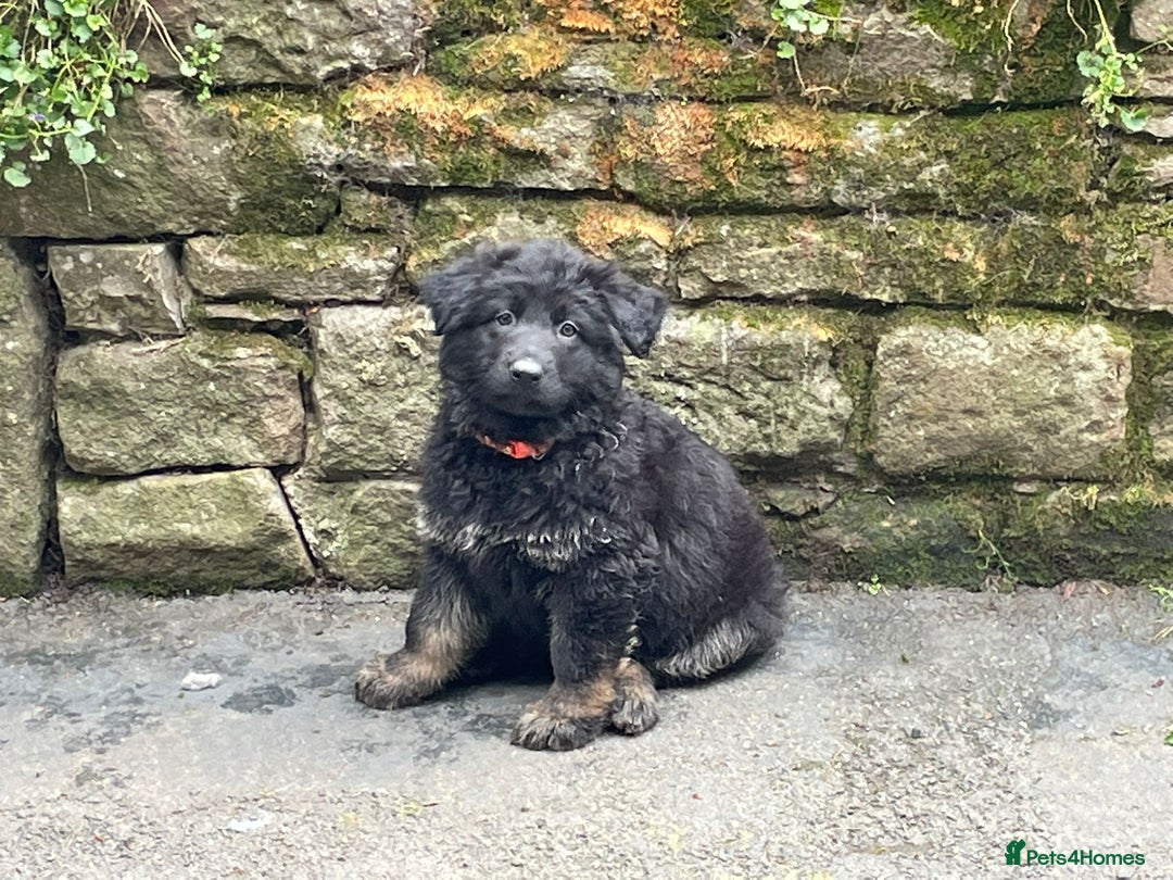 German Shepherd dogs for sale: ONE GIRL AVAILABLE -German shepherd puppies - Image 20
