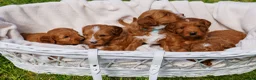 Australian Labradoodle dogs for sale: Stunning Red Aussie Doodle Multigen Puppies - Advert 5