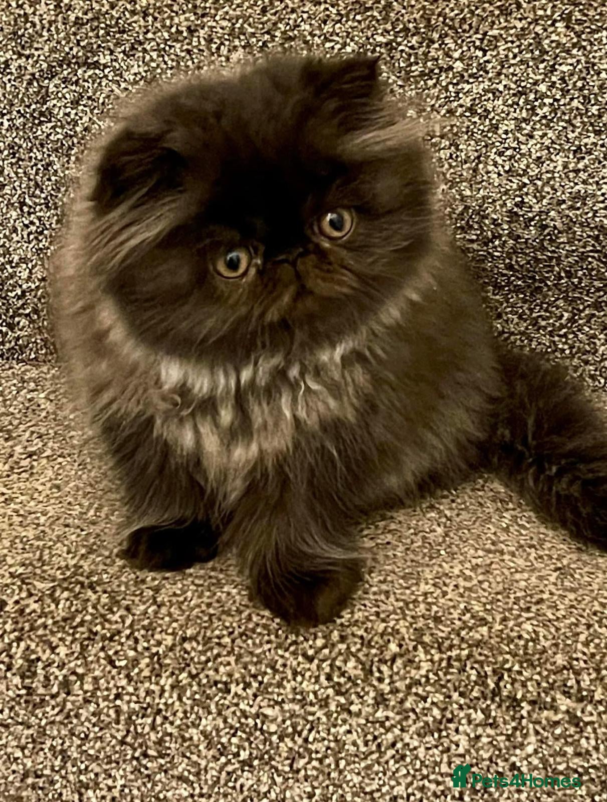 Persian cats Registered persians - Advert 6