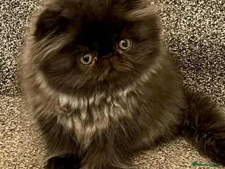 Persian cats Registered persians - Advert 6