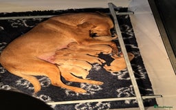 Labrador Retriever dogs for sale: Kc Registered yellow Labrador puppies - Image 1