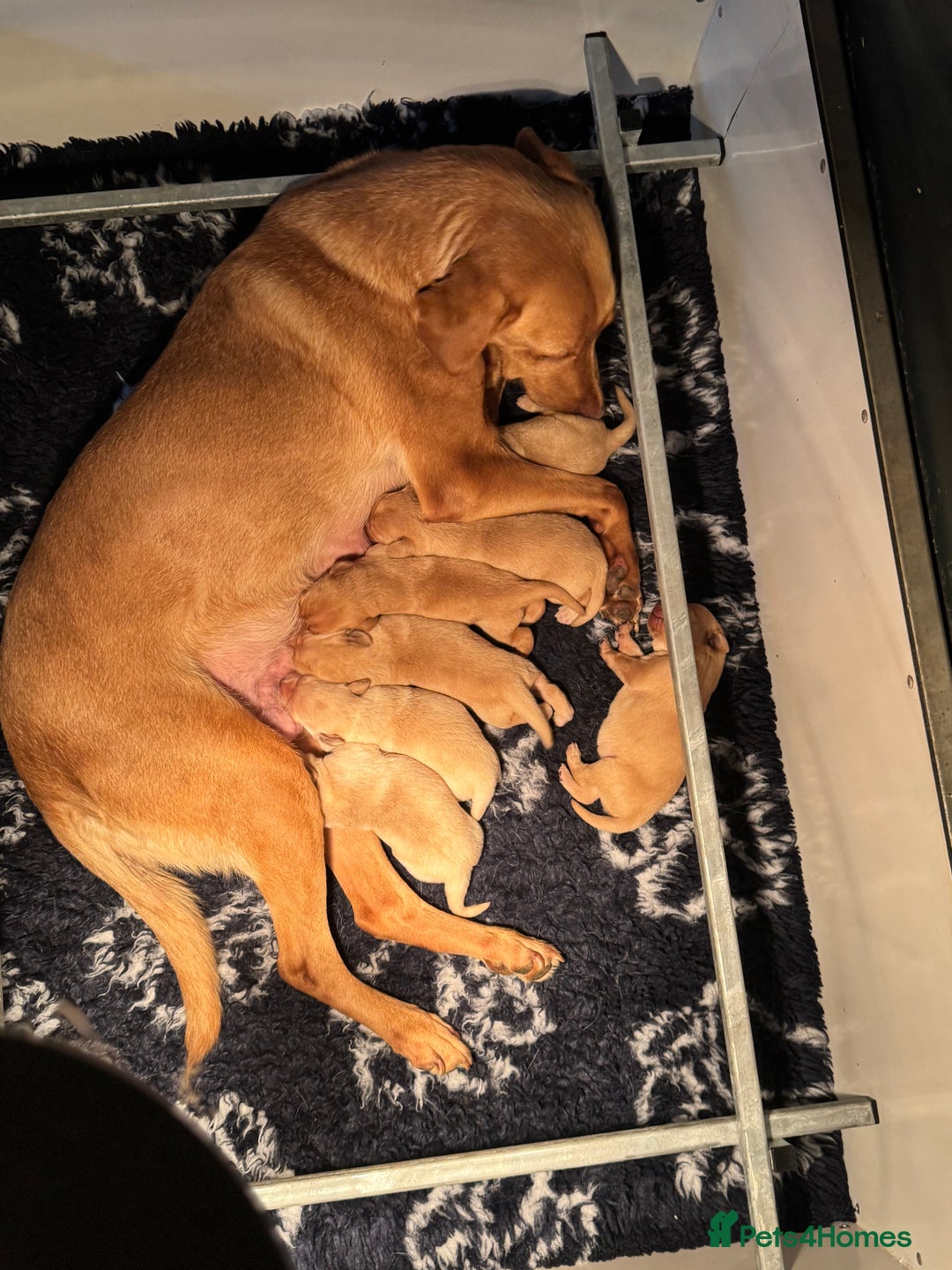 Labrador Retriever dogs for sale: Kc Registered yellow Labrador puppies - Image 1