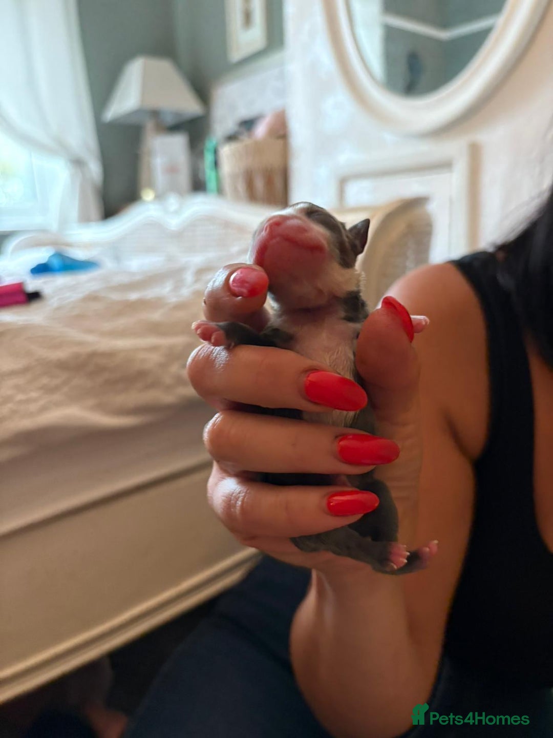 Boston Terrier dogs for sale: Exceptional Blue Boston Terrier Puppies 💙🐾 - Image 22