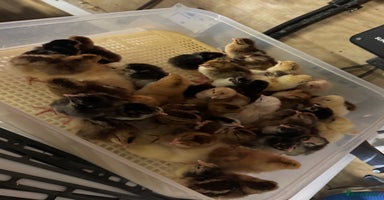 Chickens poultry - Advert 7