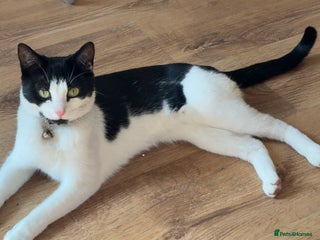 Domestic Shorthair cats Jess 2 1/2 year old cat - Advert 1