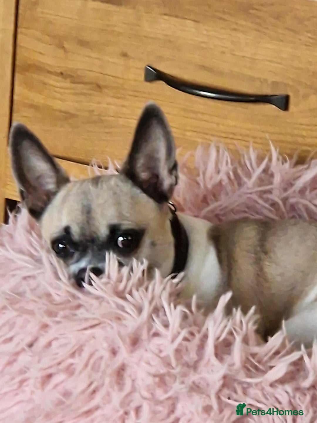 Chihuahua dogs for sale: Chihuhaha Puppies for sale - Advert 1