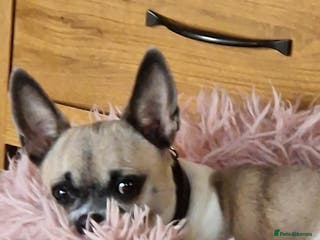 Chihuahua dogs Chihuhaha Puppies for sale - Advert 2