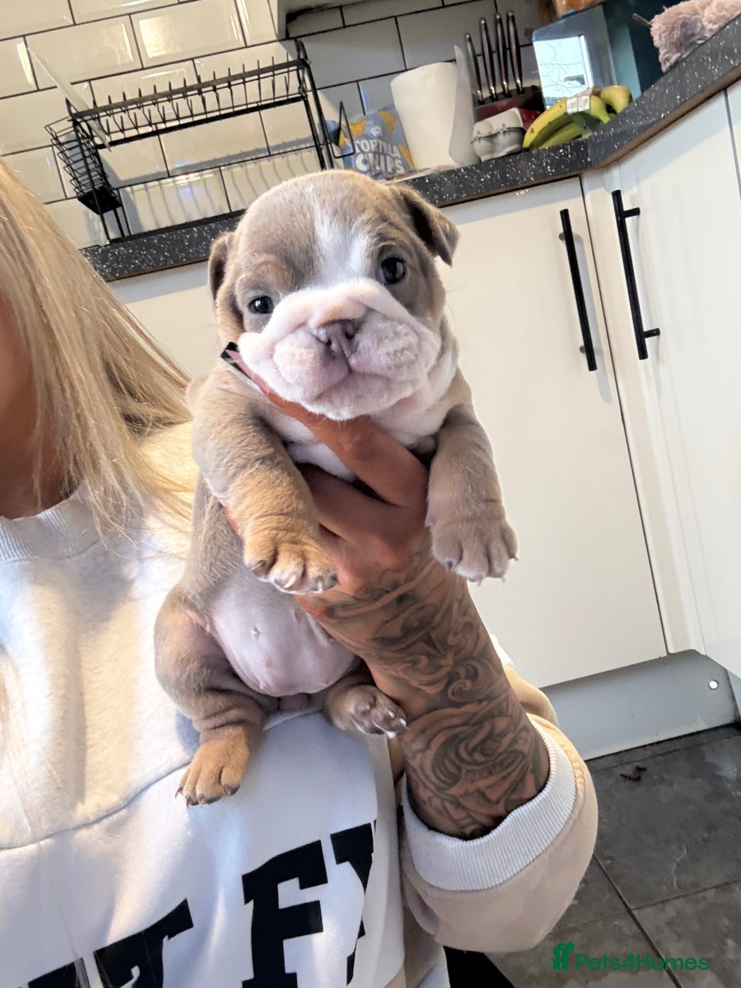 English Bulldog dogs for sale: 💕 Coco 💕 - Advert 5