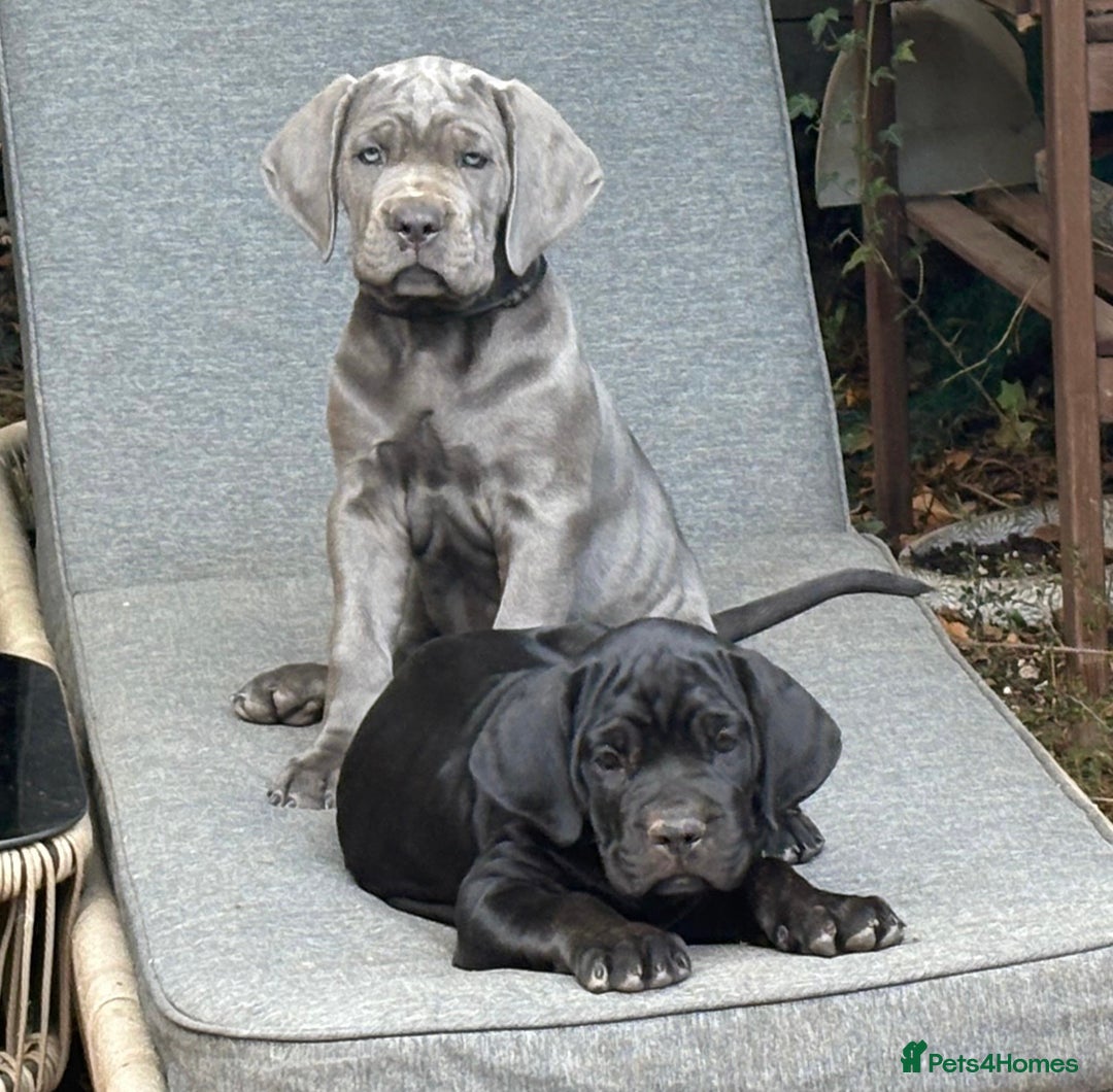 Cane Corso dogs for sale: Full Cane Corso, 1 Black Male remaining  in Newark - Image 8
