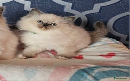 Ragdoll cats for sale: 🏆 CHAMPION FATHER 🏆GCCF REGISTERED KITTENS  - Image 12