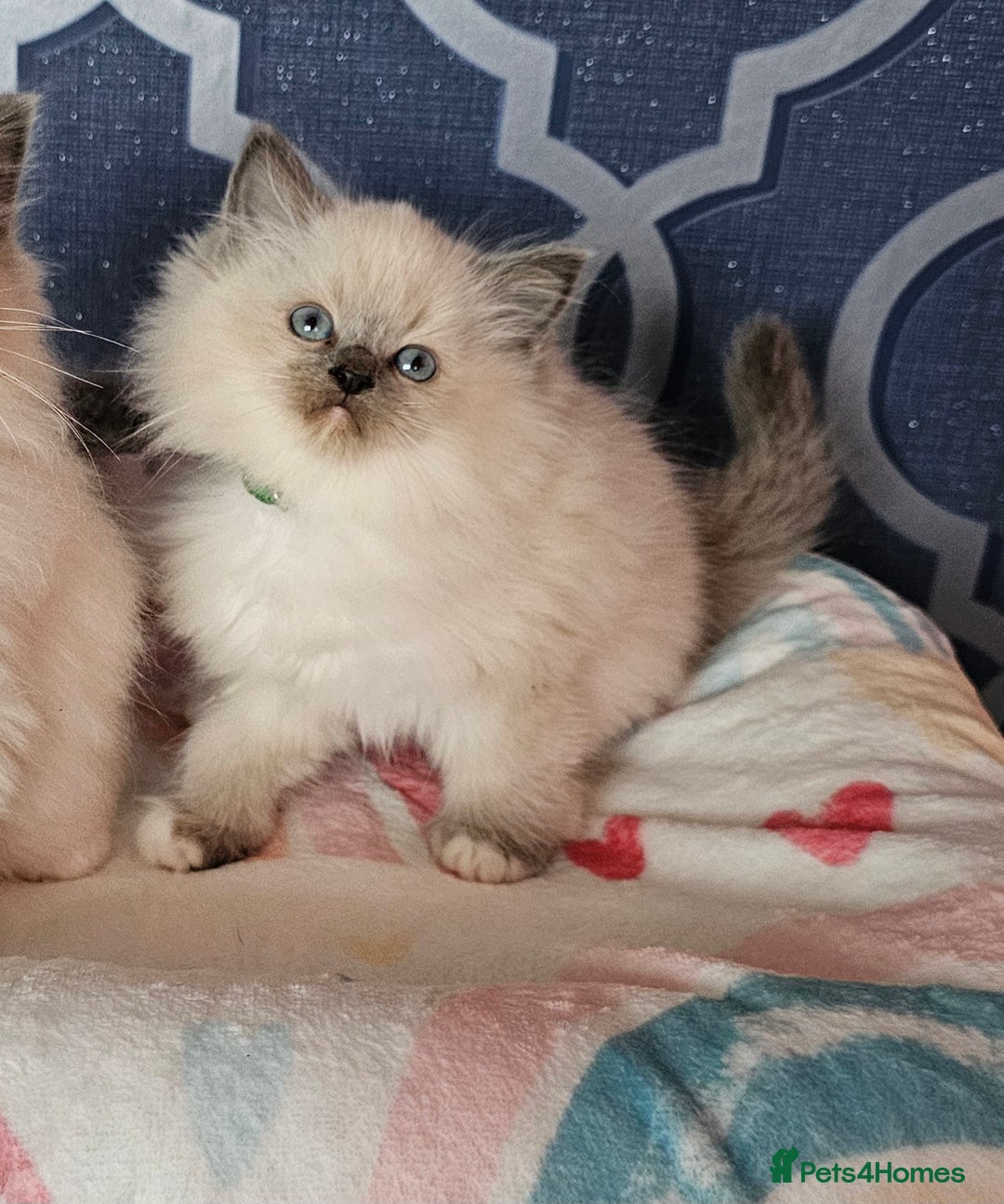 Ragdoll cats for sale: 🏆 CHAMPION FATHER 🏆GCCF REGISTERED KITTENS  - Image 12