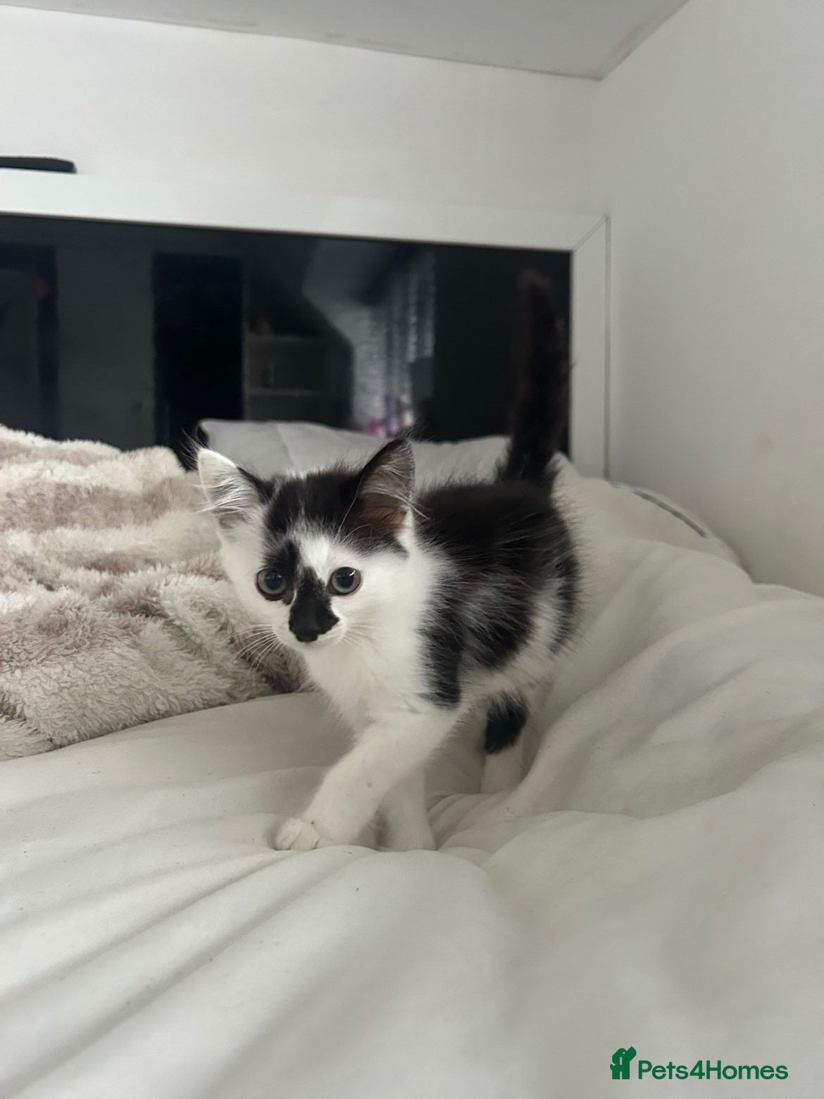 Domestic Shorthair cats 4 Kittens looking for their forever home - Advert 22
