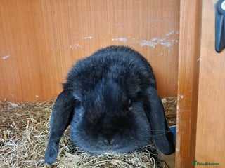 Mini Lop rabbits - Advert 22