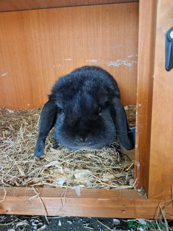 Mini Lop rabbits - Advert 4