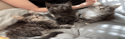 Maine Coon cats for sale: Maine Coon Absolutely Beautiful Kittens For Sale  in London - Advert 15
