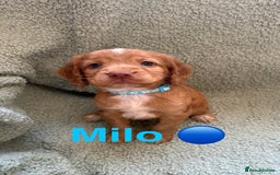 Cocker Spaniel dogs for sale: Cocker spaniel pups - Image 1