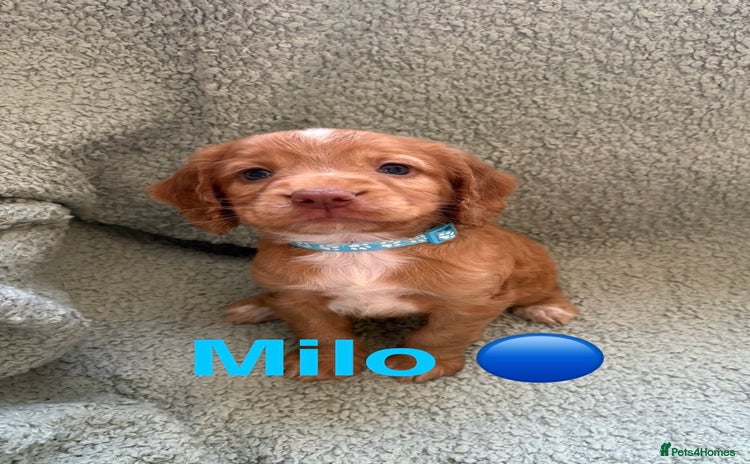 Cocker Spaniel dogs - Advert 2