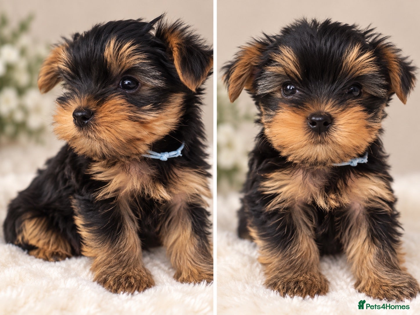 Yorkshire Terrier dogs 🐾✨  KC Registered Yorkshire Terrier Puppies ✨🐾   - Advert 1