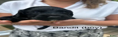 Bandit