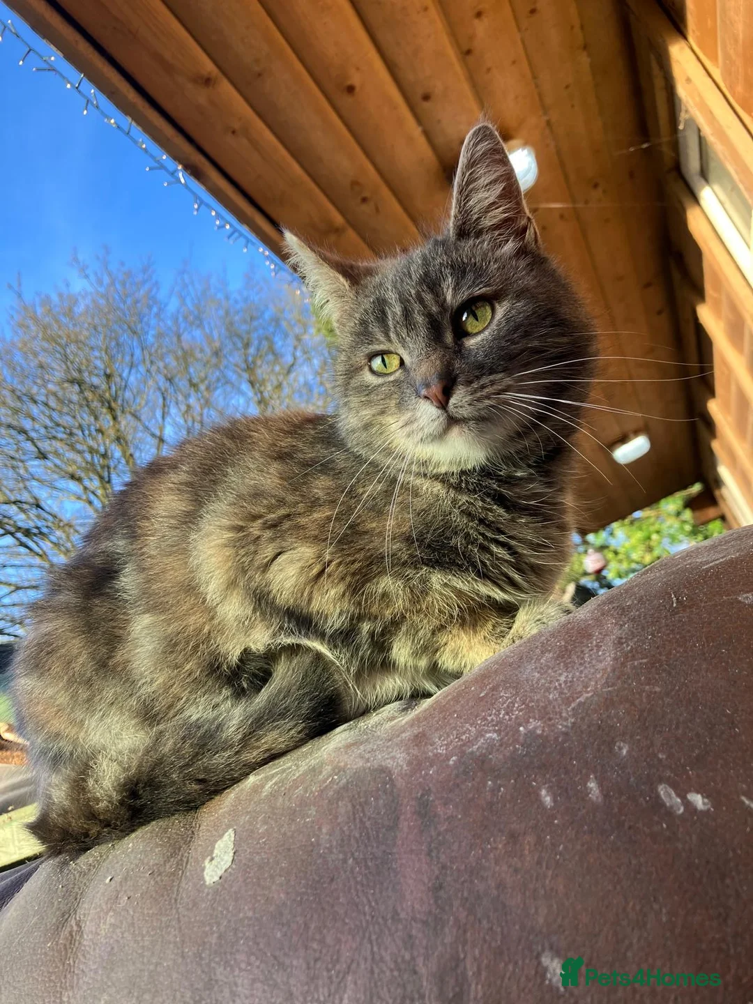 Mixed Breed cats for sale: Kittens in Belper - Advert 6