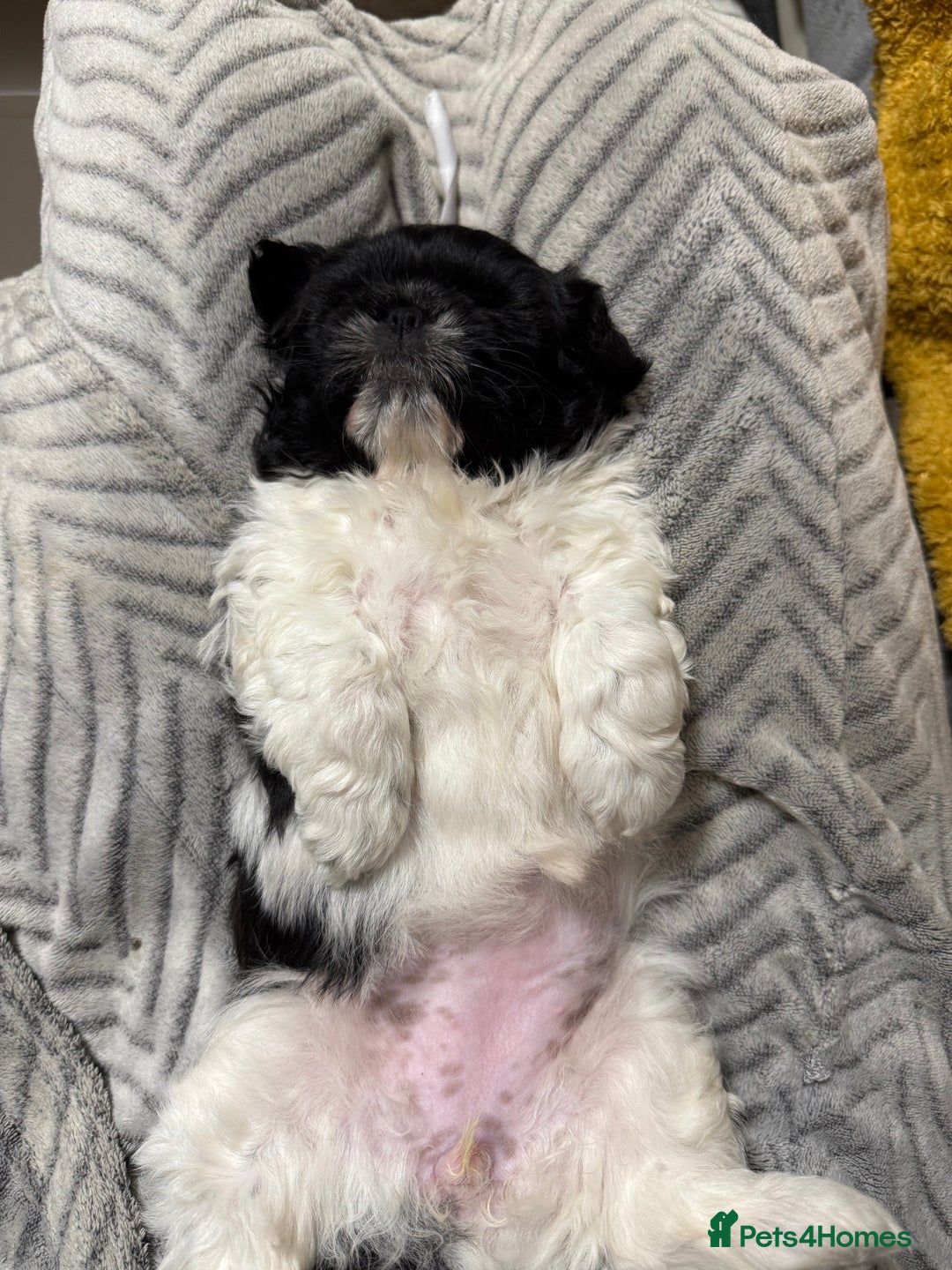 Shih Tzu dogs for sale: 3 beautiful shih tzus for sale  - Advert 12