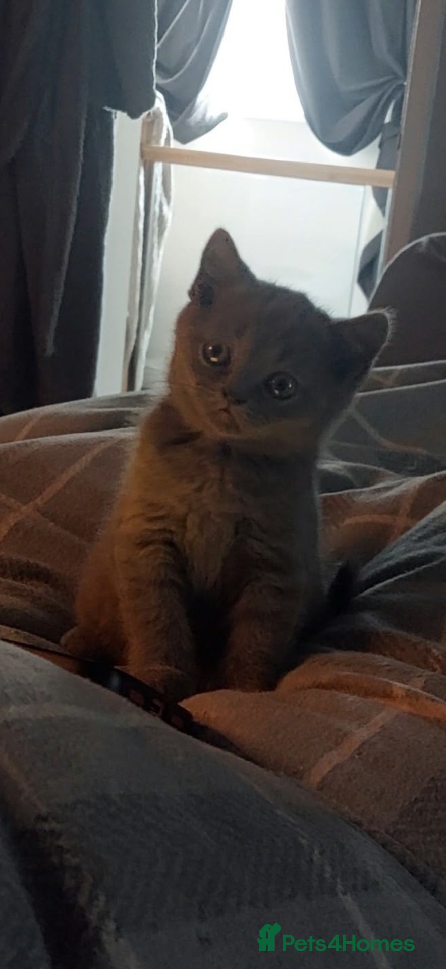 Scottish Fold cats Available now Scottish fold kittens  - Advert 7