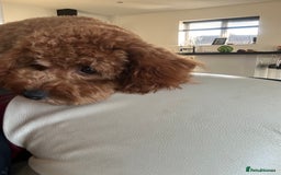 Cavapoo dogs for sale: Mini Cavapoo fox red - Image 2