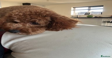 Cavapoo dogs - Advert 9