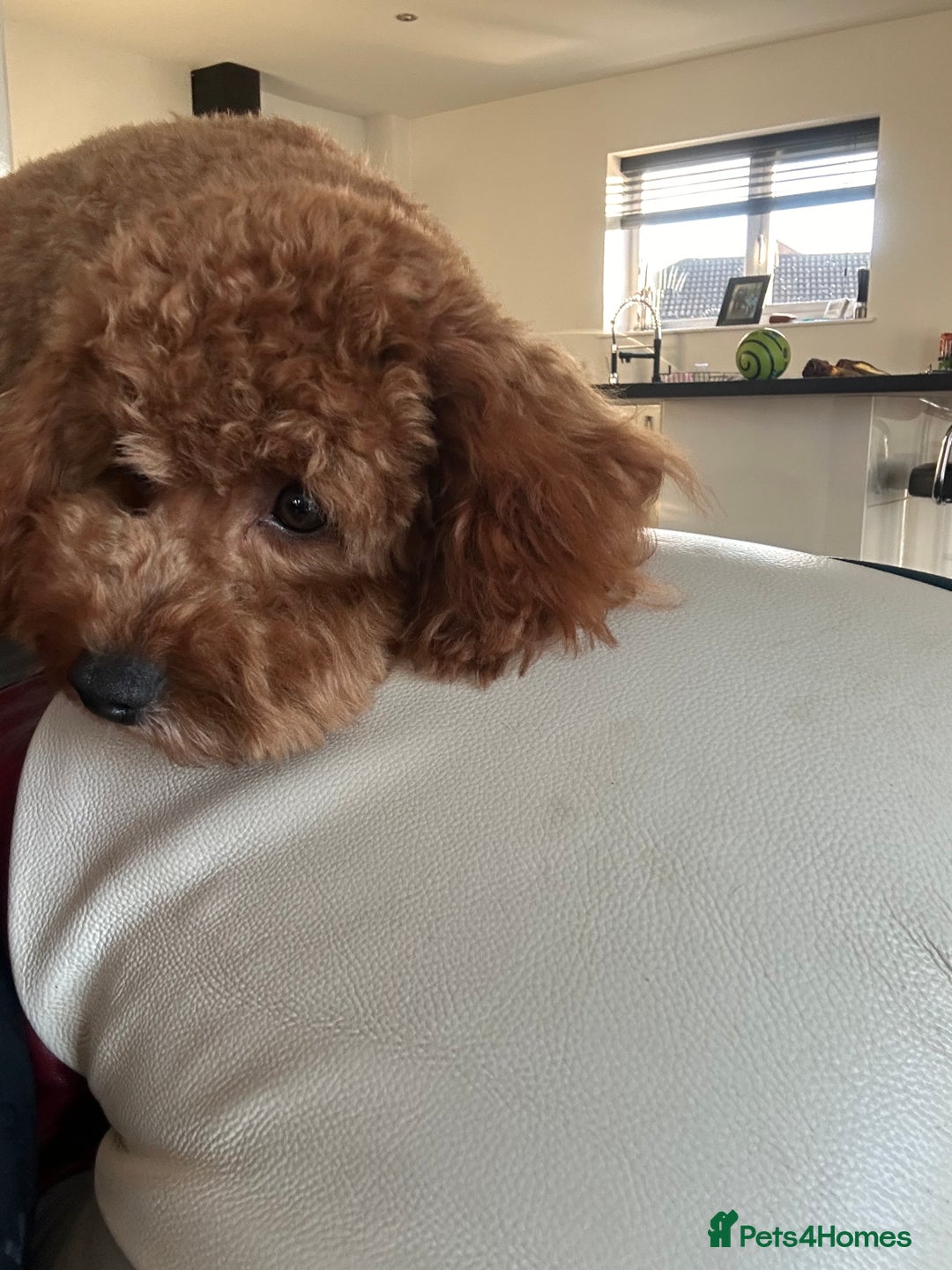 Cavapoo dogs for sale: Mini Cavapoo fox red - Image 2