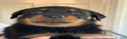 Rottweiler dogs for sale: Rottweiler puppies - Advert 39