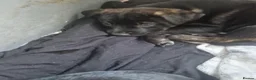 Mixed Breed dogs for sale: AVALIABLE husky cross staff  in Manchester - Advert 19
