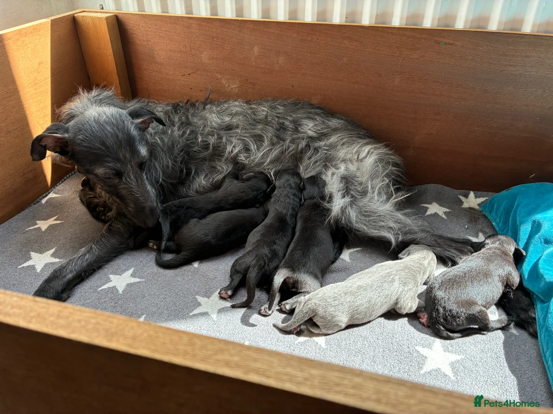 Bedlington Terrier dogs for stud: Bedlington Terrier Stud - Liver - AGE 6 - CT CLEAR in Darlington - Advert 21