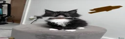 Maine Coon cats for sale: 14 kittens 🐱 Ready to leave now  - Advert 15