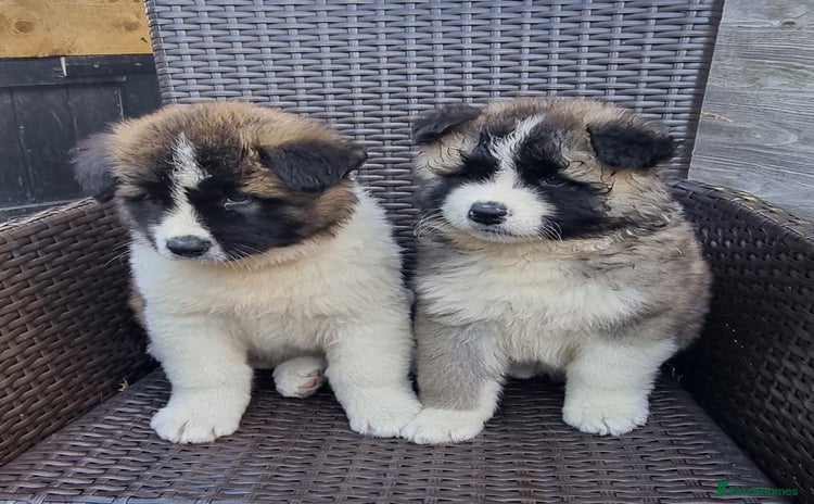 Akita dogs in Sunderland - Advert 9